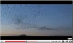 Preview of “YouTube - starlings on Otmoor”